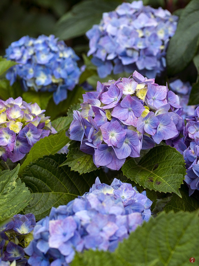 Hydrangea Macrophylla Verena Hydrangea Tree Beautiful Flowers
