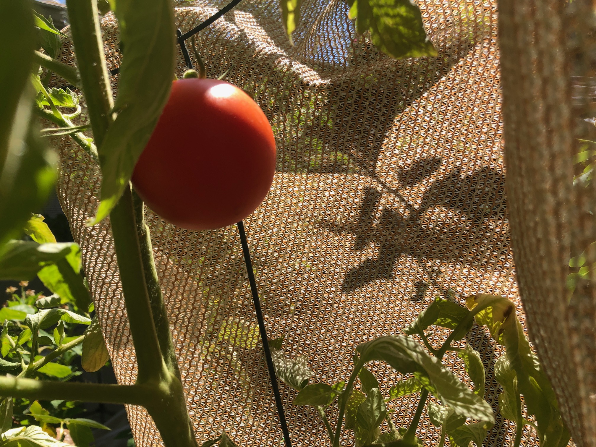 Sacramento Digs Gardening Dig In Garden checklist for week of Aug. 16