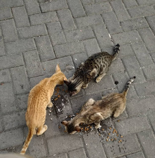 Streetfeeding kucing di jalanan kompleks depan rumah.