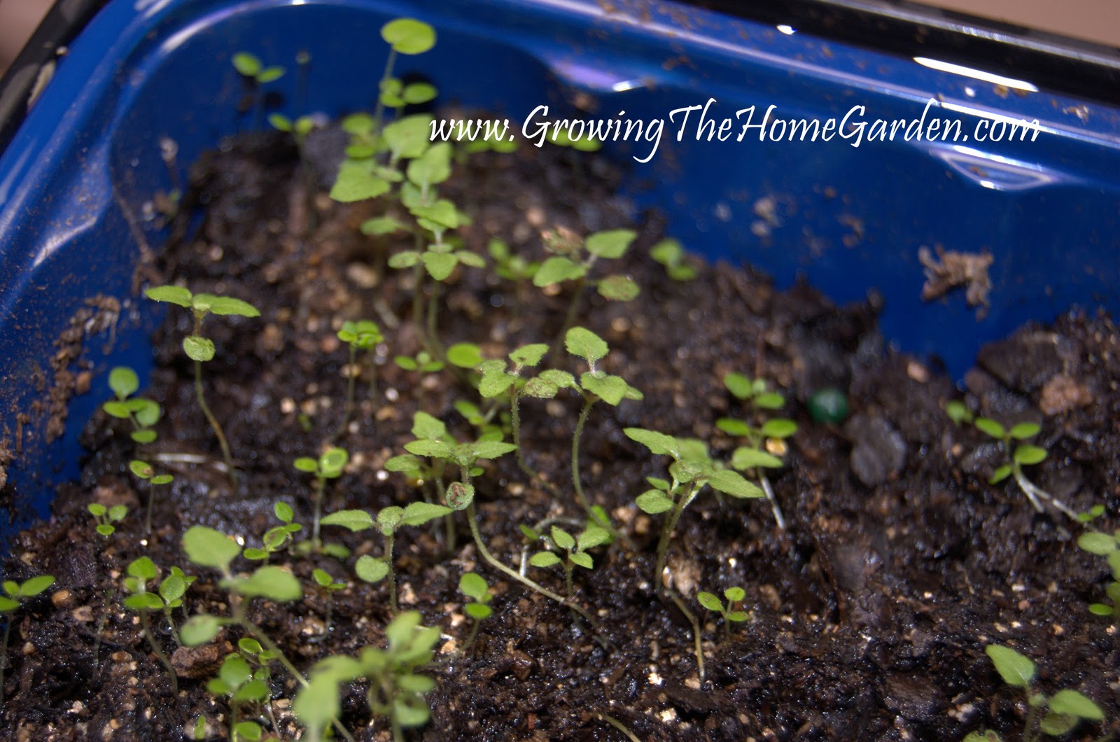 сеянцы гейхеры. посев гейхеры семенами на рассаду. посев гейхеры семенами на рассаду. рассада гейхеры из семян. посев гейхеры семенами на рассаду.