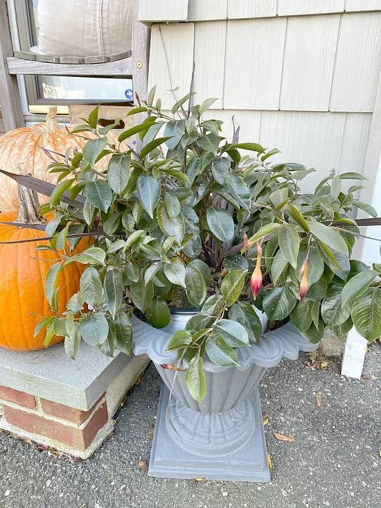 dying plant with pumpkins on the stoop