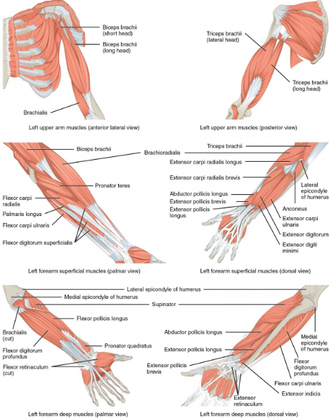 Anatomi Otot Lengan Bawah dan Pergelangan Tangan Manusia - Anatomi Tutorial
