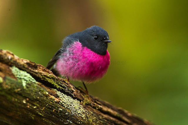the pink robin the