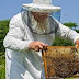 Οικονομική Στήριξη της νομαδικής μελισσοκομίας - Τα δικαιολογητικά που χρειάζονται