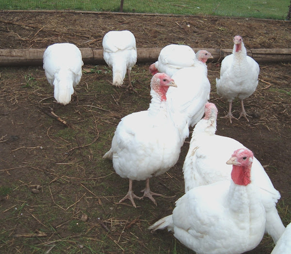 Broad Breasted White Turkey