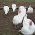 Broad Breasted White Turkey Farming