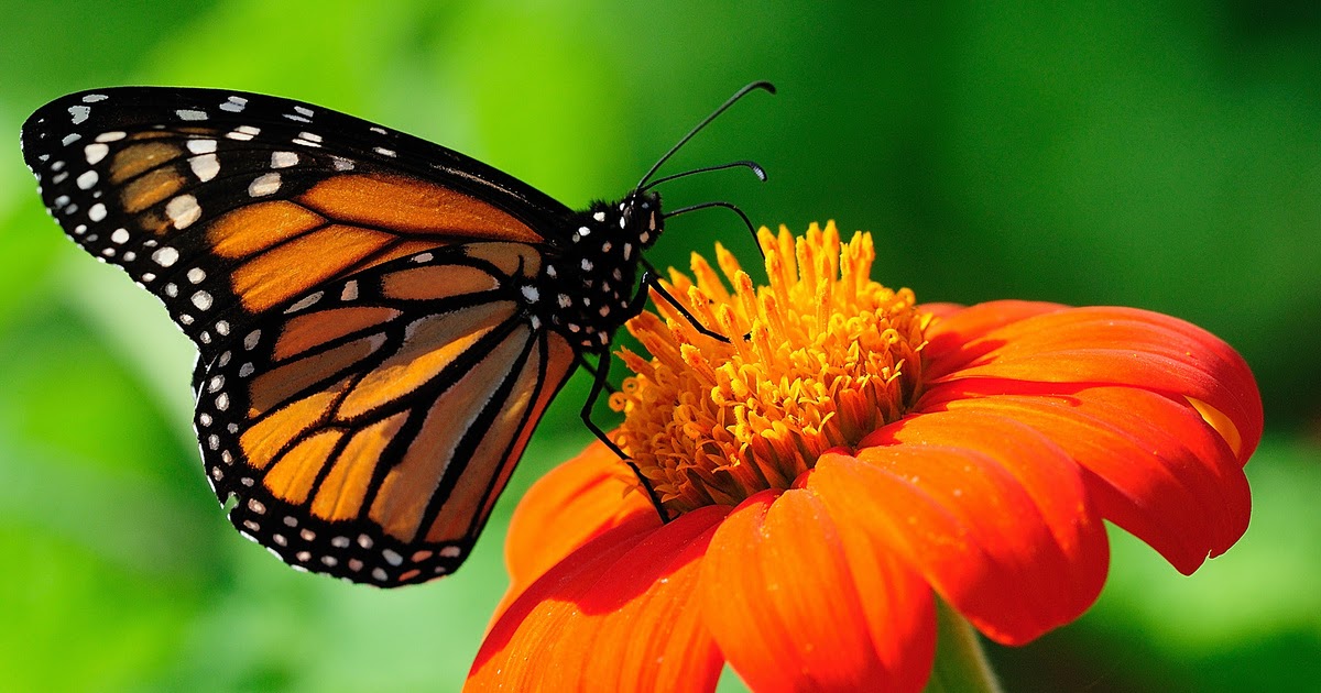 Gambar Kupu-Kupu dan Bunga