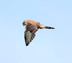 productive fly wet wild wind flatts access kestrels hence hover