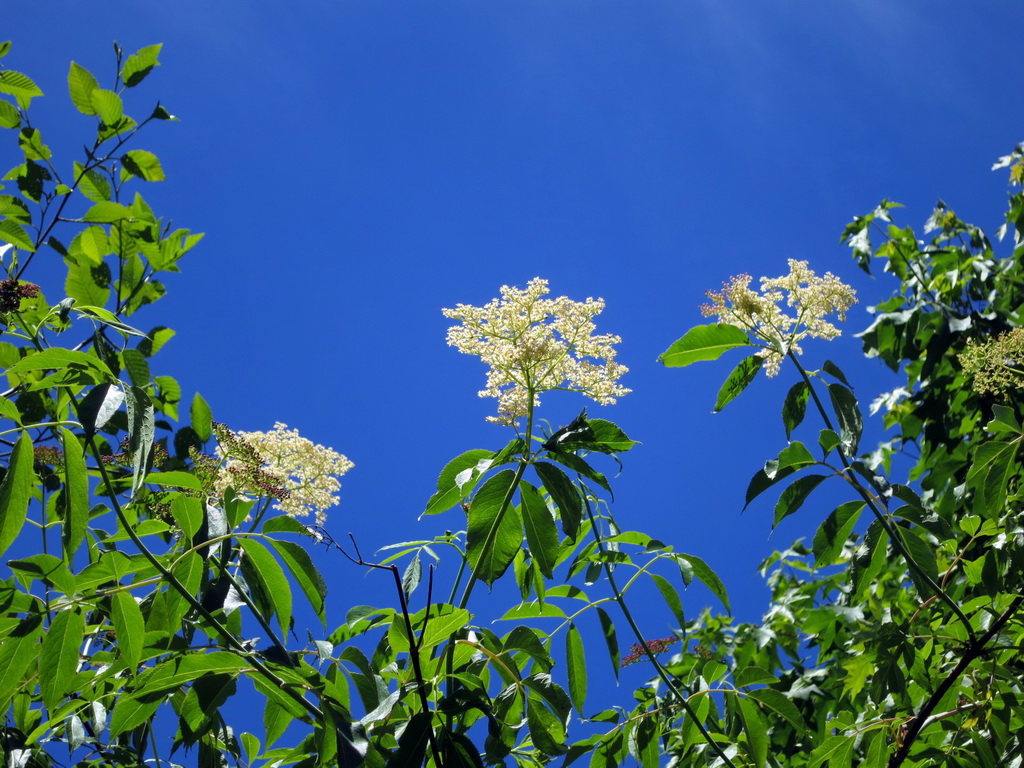 Clark's Oregon Wildflower Blog Red Elderberry