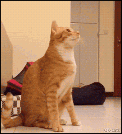 Art Cat GIF • Funny ginger cat giving his human double magic high five. Left paw then right paw, funny trick. Art Cat GIF • Funny ginger cat giving his human double magic high five. Left paw then right paw, funny trick.