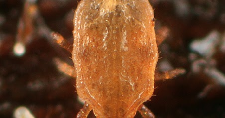 Variety of Life Uropodoidea