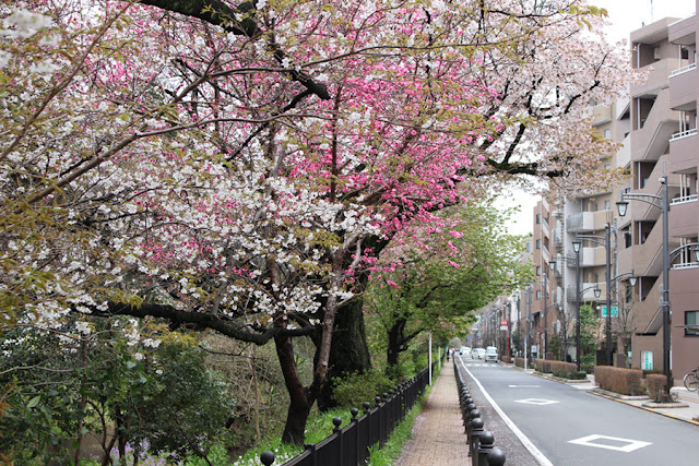 une allée bordée de cerisiers - Japon