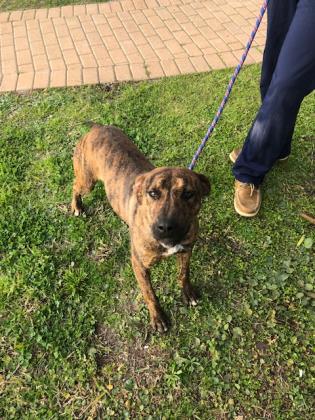 st joe humane society