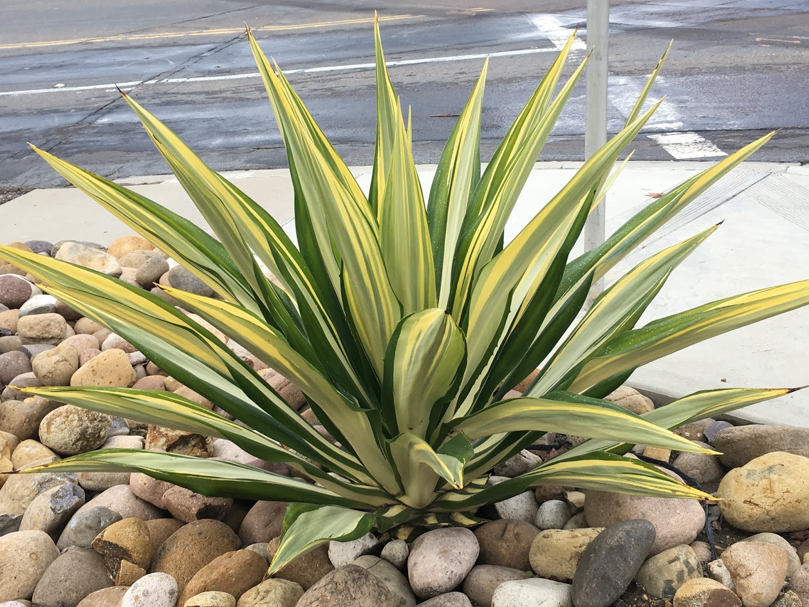 Life Goes Better with Plants : 2019