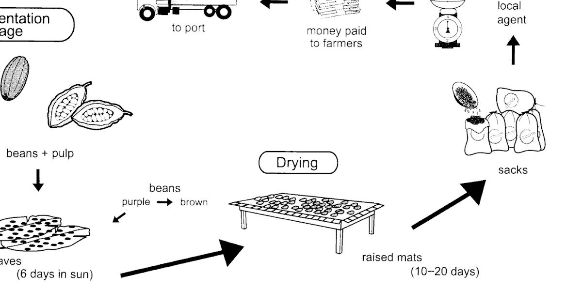 Cocoa Bean Life Cycle
