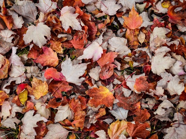 Comment booster ses défenses immunitaires à l'automne ? 