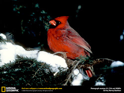 cardinal bird desktop cardinals wallpapers winter birds flying wild facts computer arizona beautful wallpapersafari sweet