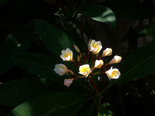 Frangipani/Plumeria Flowers is in Bloom