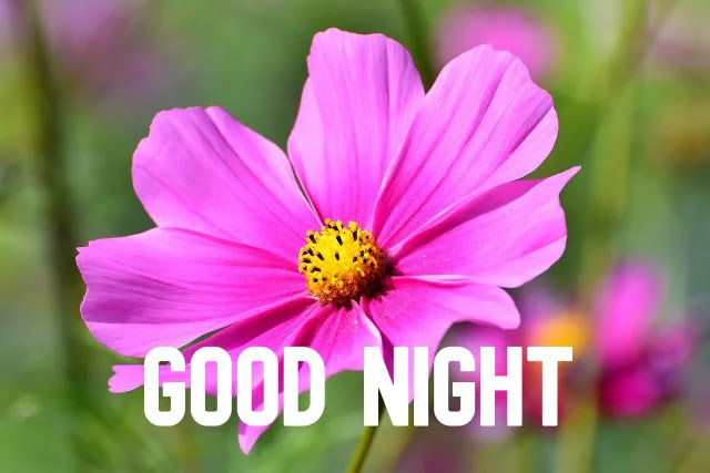 Good Night Flowers HD Images Collection Download Good Night Flowers HD Images Collection Download
