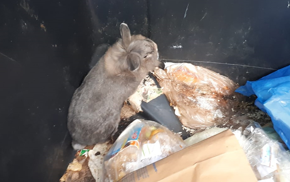 Vereinsgrundung Sus Scheidingen 1928 E V