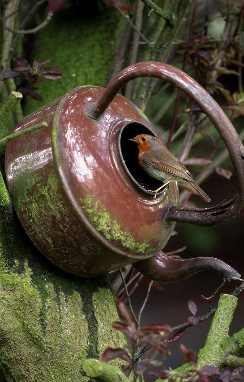 Bird In Everything Robin Birds Nest