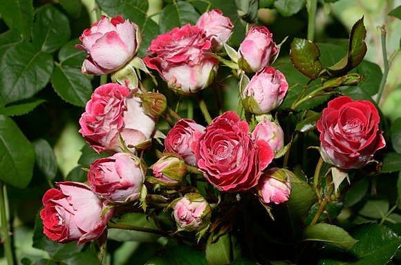  Schone Koblenzerin rose сорт розы фото  