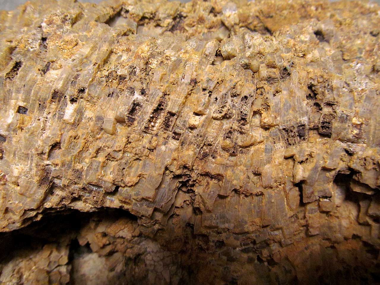 Louisville Fossils and Beyond Favosites Coral Fossil