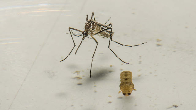 Bahia tem aumento de 25 mil casos de dengue em menos de um mês