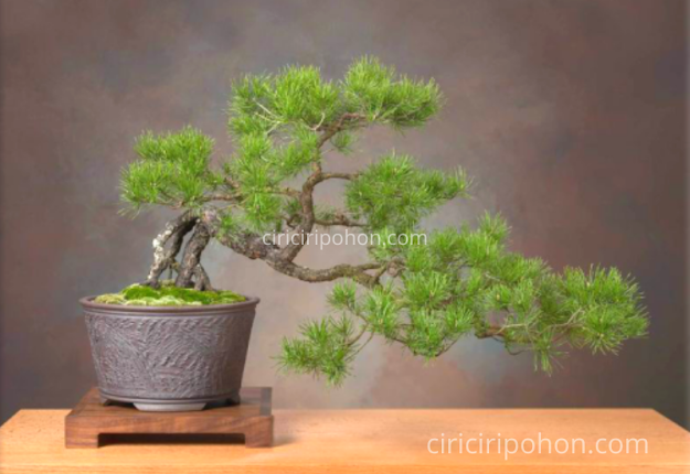 Ciri Ciri Pohon Bonsai