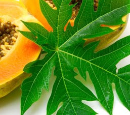 What are some benefits of papaya leaf tea?