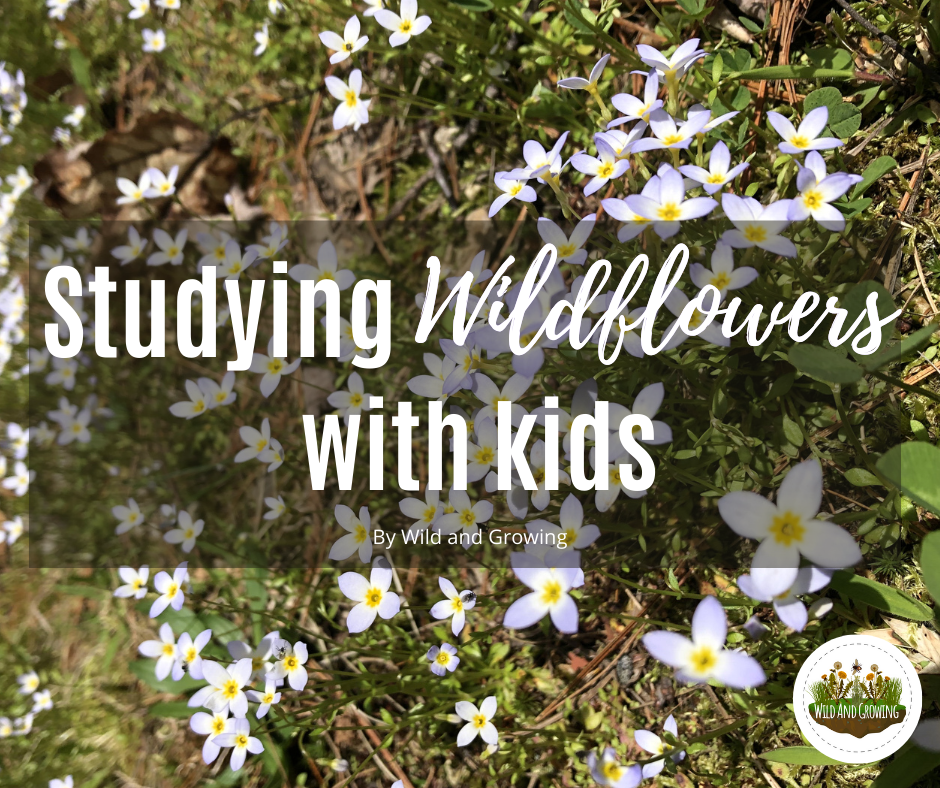 Studying Wildflowers with Kids Perfect for Distance Learning