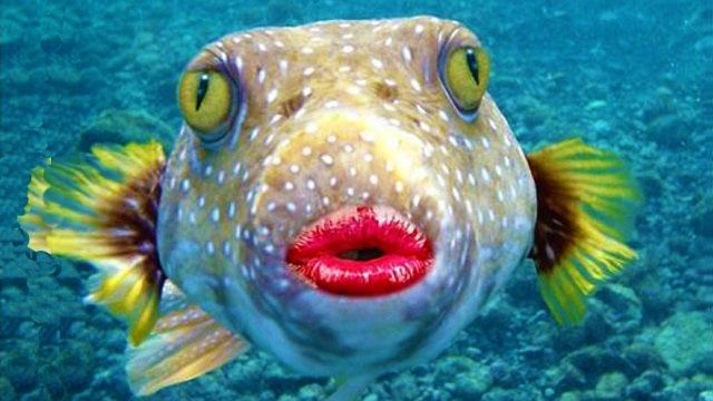 Gambar Ikan Lucu Kartun dan Asli Bikin Ngakak