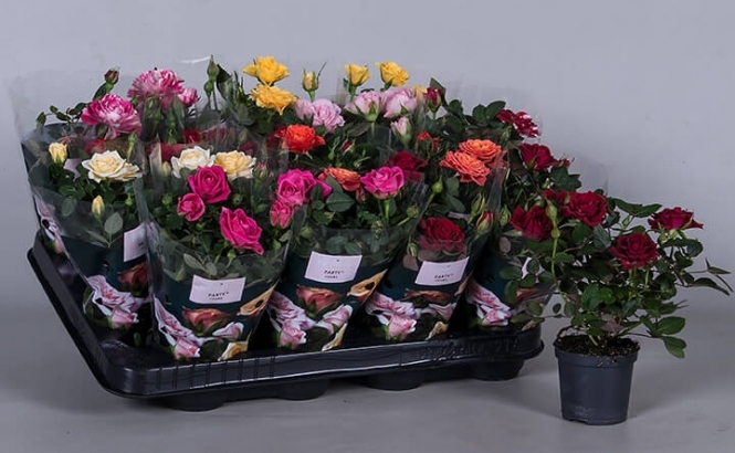 Nolina Patiohit Roses Как Ухаживать После Магазина Nolina Patiohit Roses Как Ухаживать После Магазина