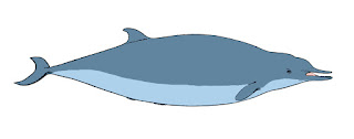 Yetişkin bir kadın Sowerby gagalı balinası profili