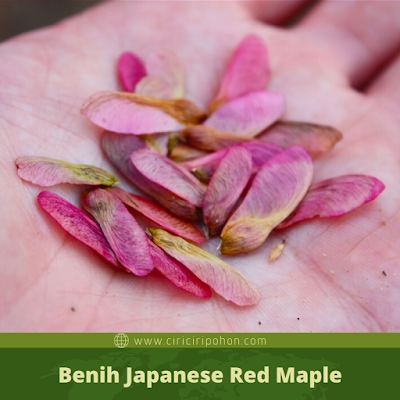 Benih Japanese Red Maple