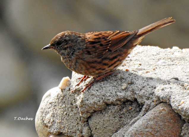 BRUMARITA DE PADURE, Prunella modularis