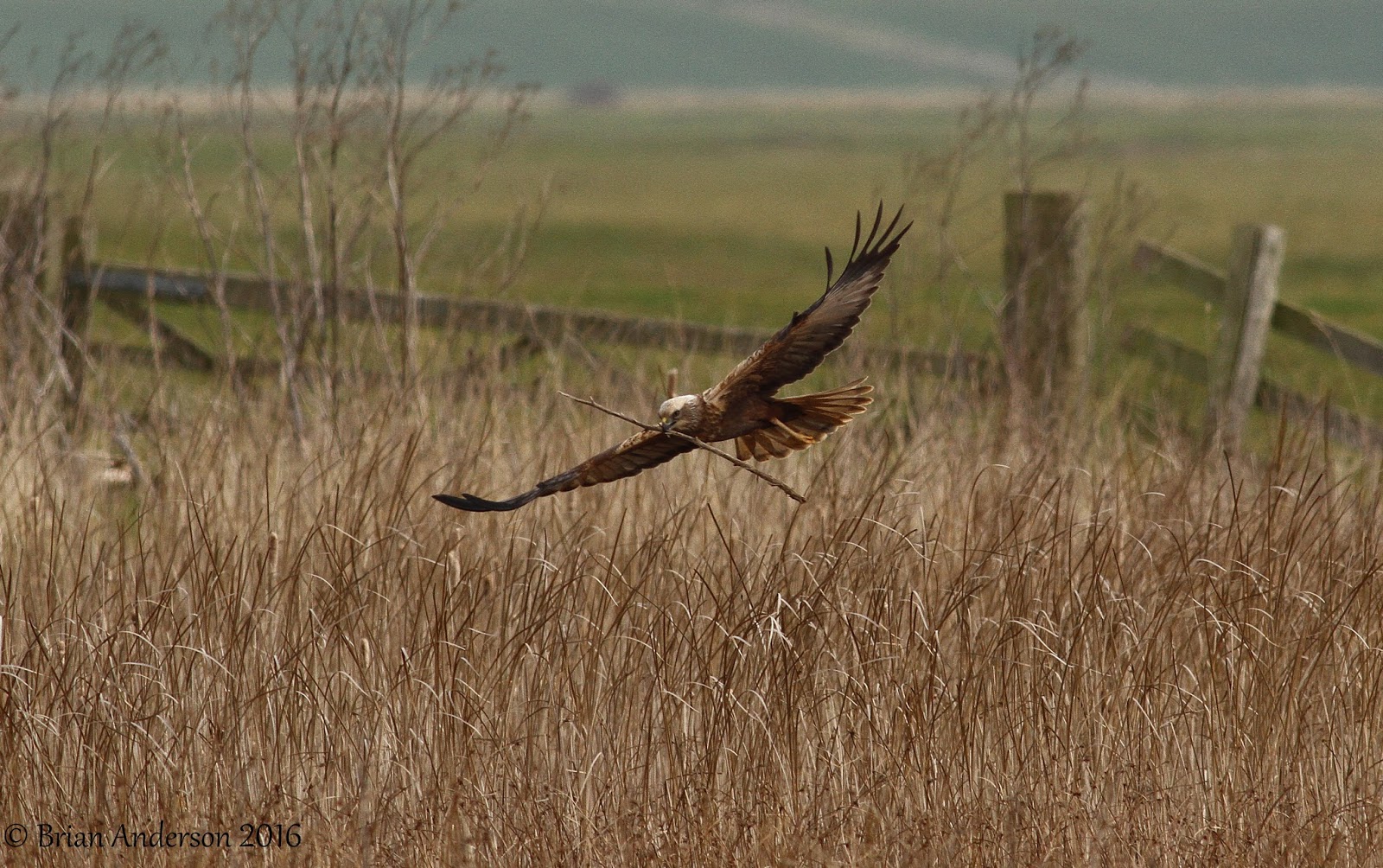 Brian's birding blog Marsh Harriers