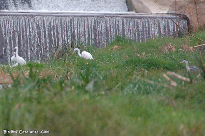 Martinet blanc, agró blanc i bernat pescaire