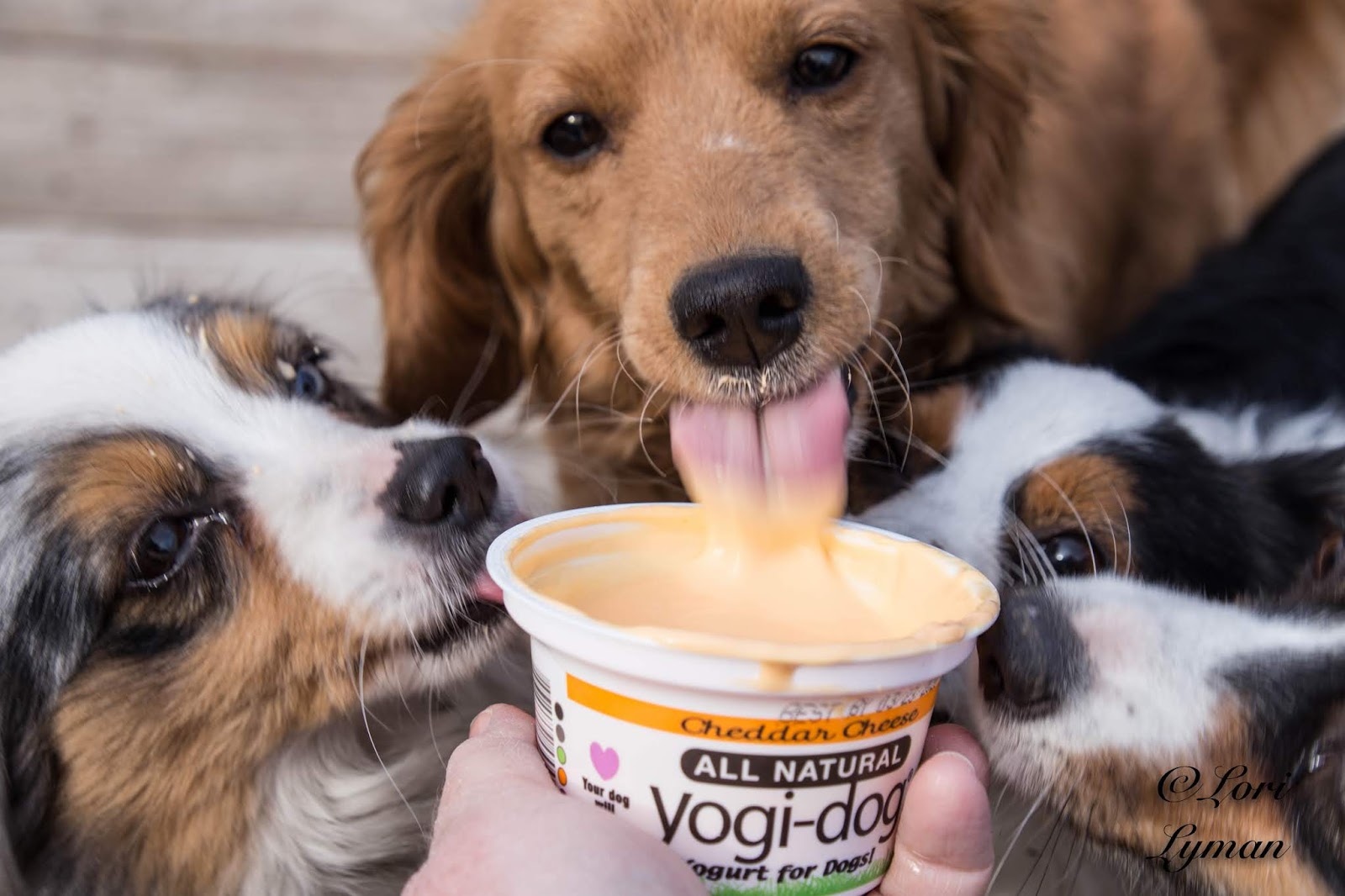 Fair Dinkum Doggies Love YogiDog