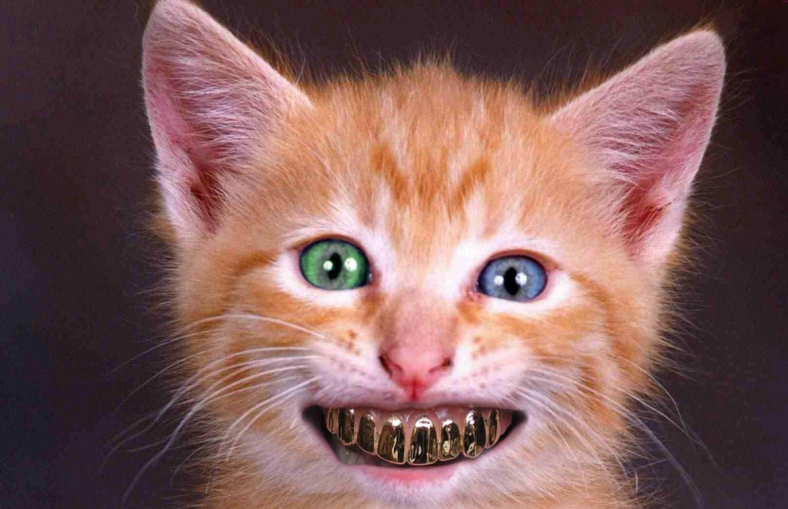 Fenryss: GOLD TEETH COLECTION