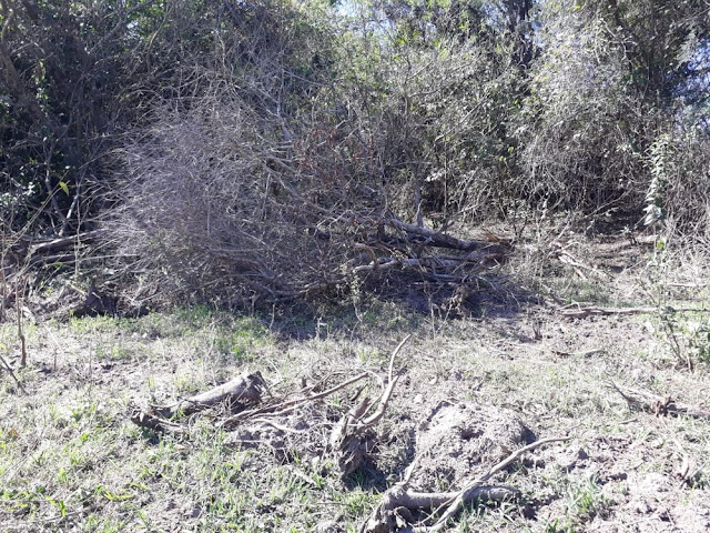 Sitiante é autuado em mais de R$ 40 mil por infrações florestais em Pacaembu