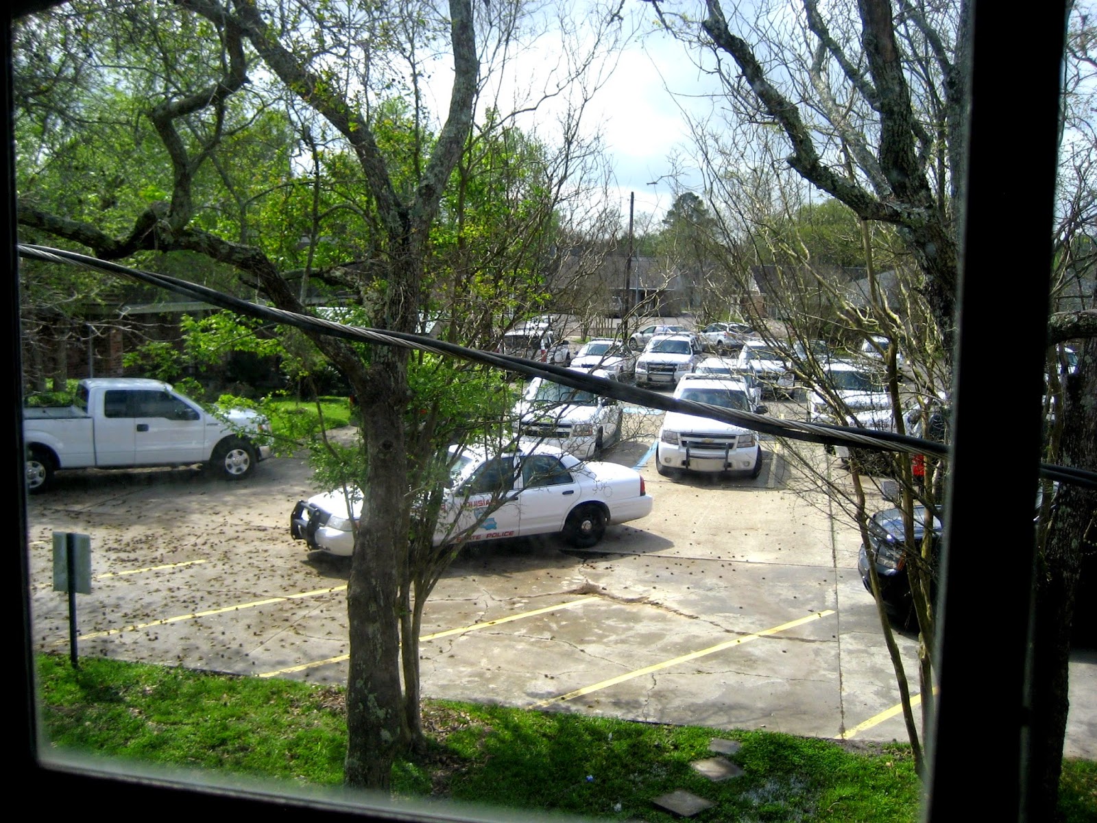 Living Rootless Opelousas Outside My Window 1