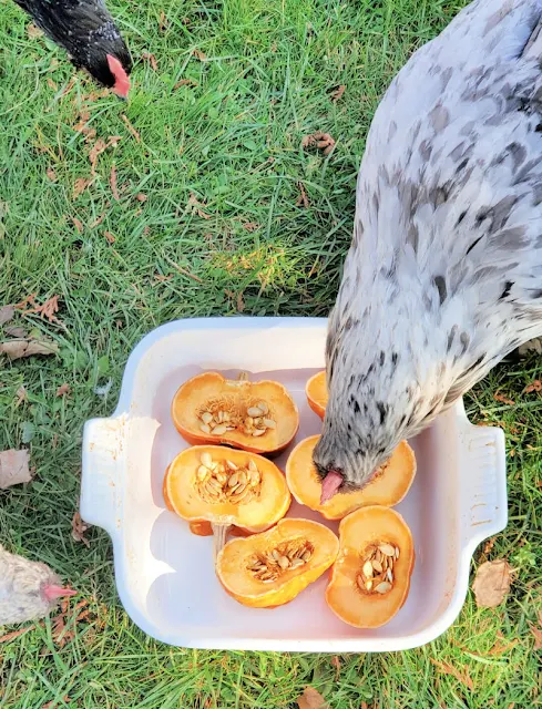 pumpkin treats for chickens