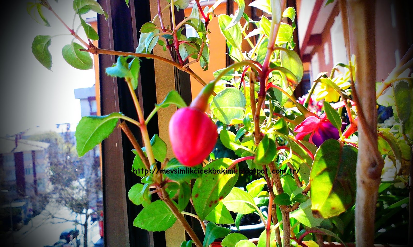 KÜPE ÇİÇEĞİ (Fuchsia) BAKIMI Çiçek Bakımı, Çiçek