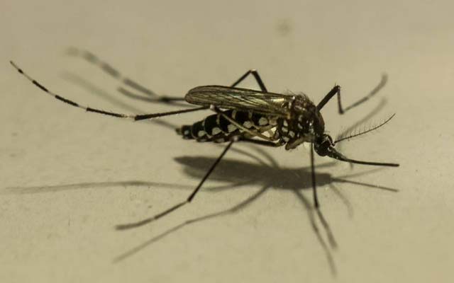 A fake news do 'supermosquito' transgênero de Jacobina que está gerando pânico no Brasil