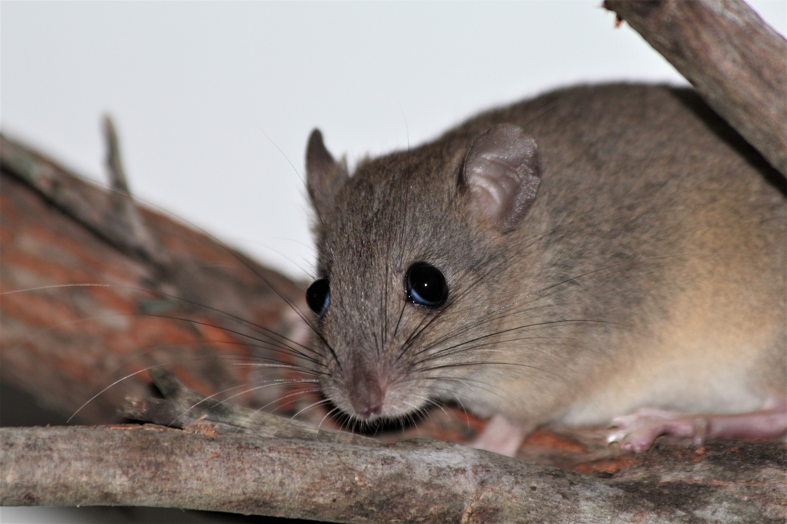 Biology and beyond Male fawnfooted mosaictailed rat reproductive