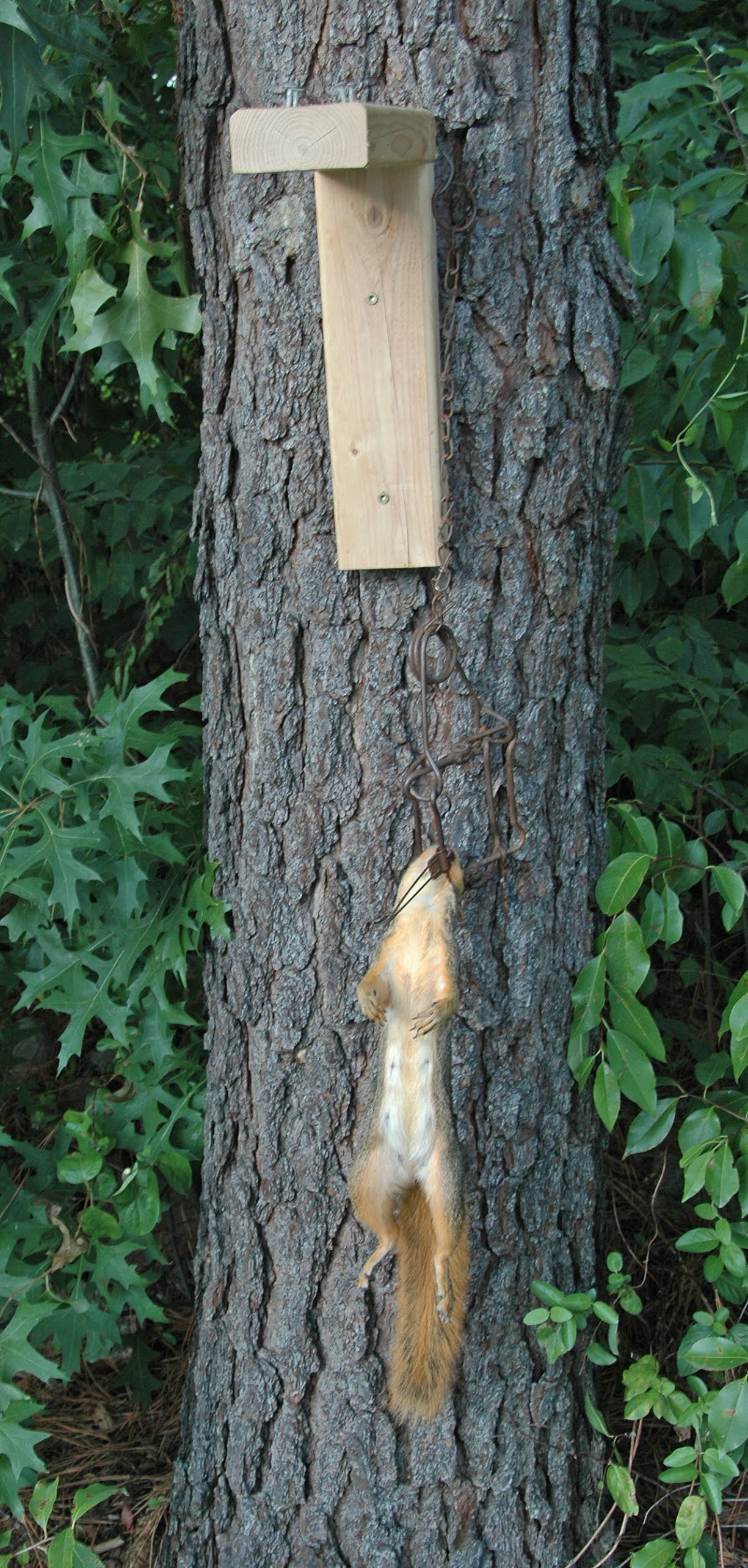squirrels pecans resist