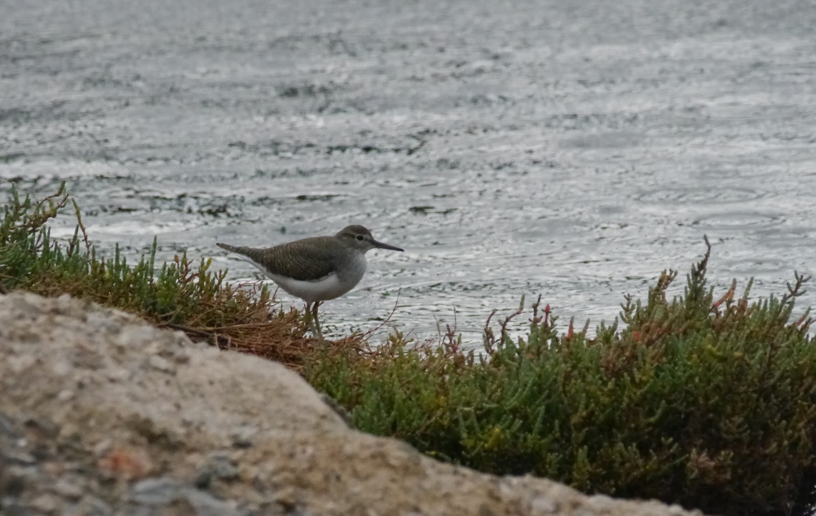 Polyolbion: Some birds from Mallorca