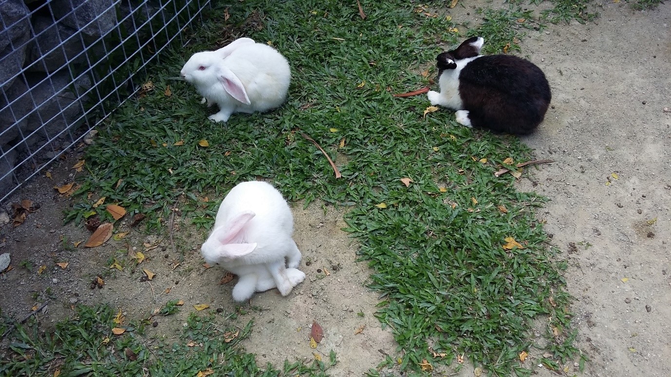 Mohd Faiz bin Abdul Manan: Rabbit Fun Land