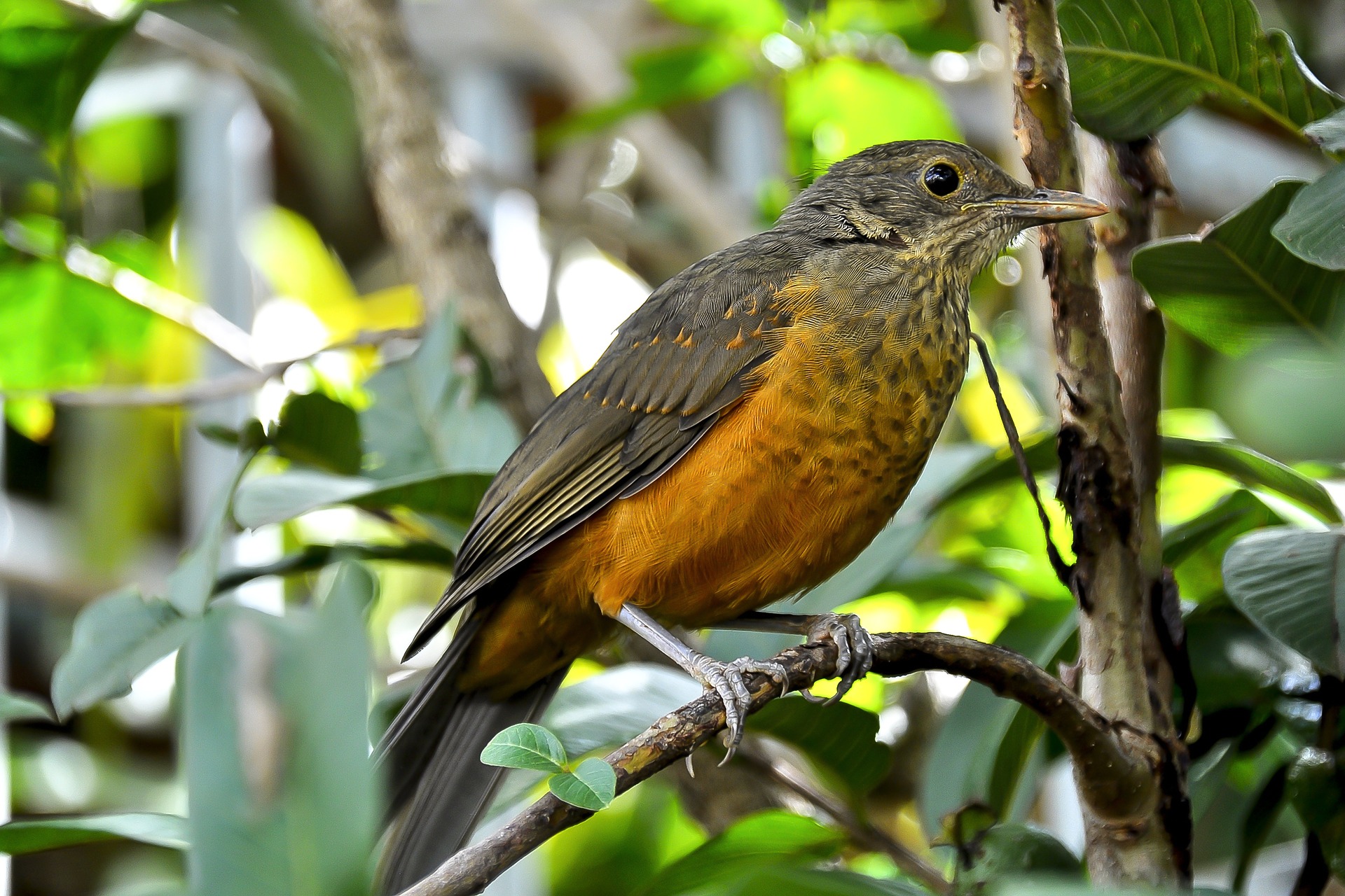 Sabiá-laranjeira e seu cantar nas madrugadas paulistanas ~ Áreas Verdes das  Cidades - Guia de Parques